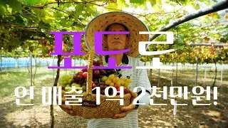 [역전의 부자농부 322회] 포도로 연 매출 1억 2천만 원! 부산 강서구 김종석 부자농부