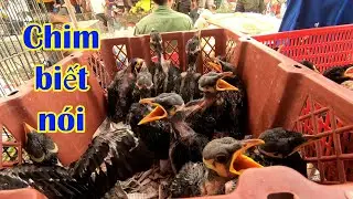 Đi chợ Chim, bỏ ra 1,5 triệu để mua một chú chim Yểng non | Cá Mập TV