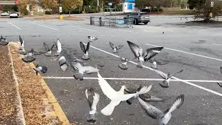 Test Pigeons Make Them Fly Passed