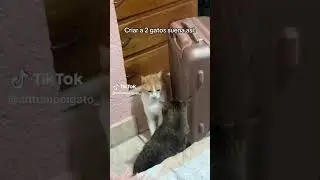 pelea de gatos #gatos #gatoslindos