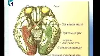 Основы психофизиологии  Психофизиология зрения