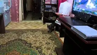 домашние животные