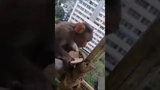 monkey my friend 😍