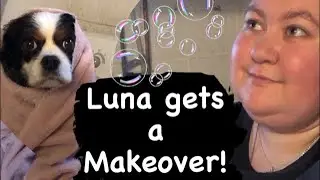 Giving My Dog A Makeover | Incredible Transformation!