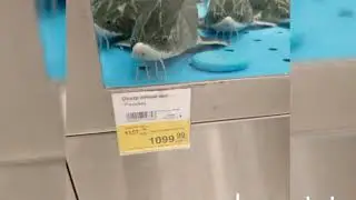 rossiyada qimat baliq  1099. 99 rubil