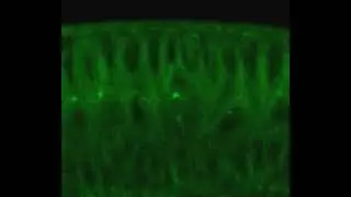 Two-Photon Video Microscopy of Embryonic Dividing NBs