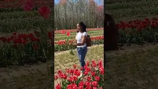 Tulip farm🌷 mini vlog