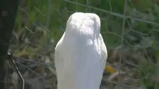 No Duck