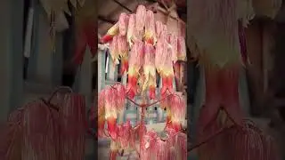 flowers of aloevera