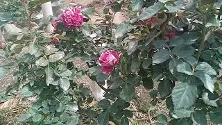 SCANDET JAWEL DITANAM DITANAH