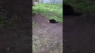 Кошечка охотник 