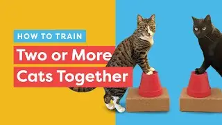 How to train two (or more) cats together