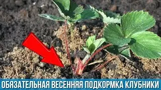 Будет ОЧЕНЬ много крупной КЛУБНИКИ Обязательная весенняя подкормка для обильного плодоношения