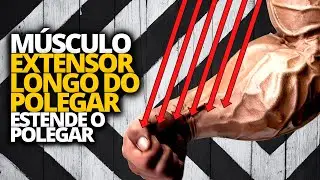 MÚSCULO EXTENSOR LONGO DO POLEGAR