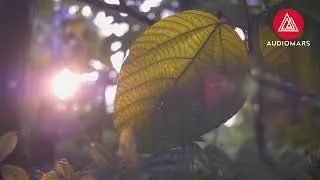 Audiomars - In Love (Official Audio)