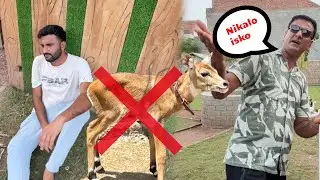 Cow Baby Ko Wapis Kro Ye Mr Jae Ga Bhiya Gussy Main Agaiy😭