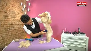 Francisco schert Cavapoo Lexie mit Heiniger Opal, StyleMidi und StyleMini