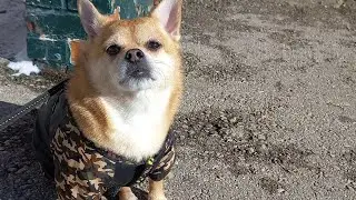 ОБНОВКИ НА ВЕСНУ.
