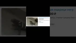 Гении Авито 11