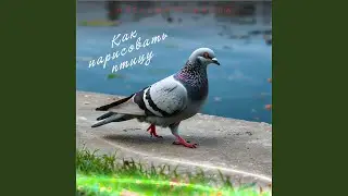 Как нарисовать птицу