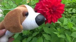 toy dog