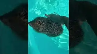 Hedgehog Saved From Swimming Pool || ViralHog