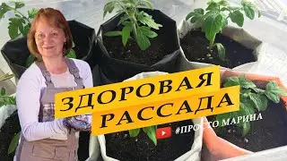 Чтобы рассада томатов не вытягивалась и была здоровой и крепкой.