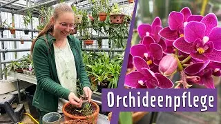 Orchideen richtig pflegen und vermehren | MDR Garten