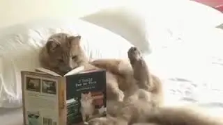 Cat reading book  / Sere serpe Kitap okumak :)