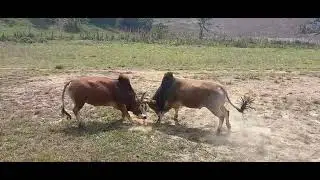 nyuj sib nrau zoo saib kawg