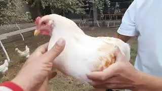 ЖУЖА ХУРОЗЛАР КУЧКУРИШНИ ЯЬНИ САЙРАШДИ БОШЛАДИ ХУРОЗ ТОВУКЛАР ХАКИДА ОЗГИНА МАЛУМОТ