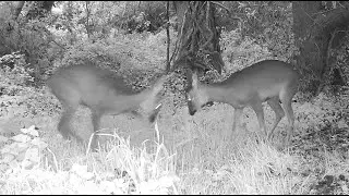 Ce sont 2 chevrettes qui jouent . La mère et la fille ?