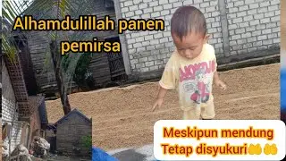ALHAMDULILLAH PANEN PADI, DAN WAKTUNYA JEMUR 🤲🤲🤲🤲