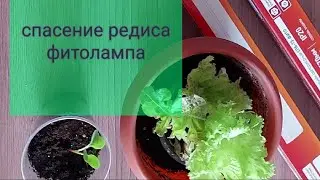 Спасение Редиса Фитолампа #СпасениеРедисаФитолампа #РедисДома​ #РедисНаПодоконнике​ #Фитолампа