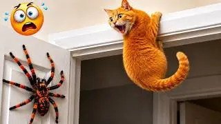 Try Not To Laugh 😂 Funniest Cats & Dogs of 2026 🐱🐶 Ultimate Pet Fails Compilation! ⭐Part 5