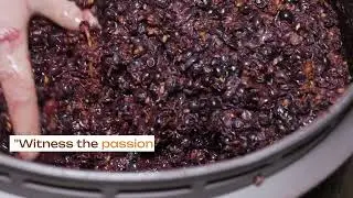 Vineyard Voyages: Exploring the World's Finest Wineries