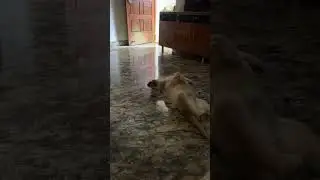 Roll Roll, the golden retriever puppy ❤️