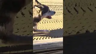 Маламут / Malamute
