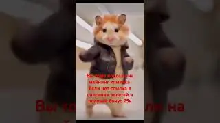 #hamsterkombat #HAMSTER