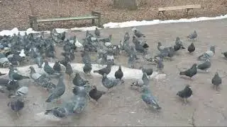 А ВЫ любите кормить голубей?