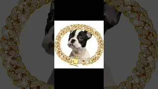 Колье для котов и собак!:)