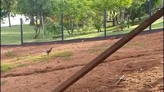 Paraíso das aves aqui a vida se resplandece assista até o final inscreva se deixe like e compartilhe