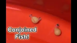 Conjoined Fish sharing the same yolk sac - Rare phenomenon