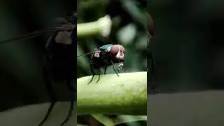 Lalat minum air
