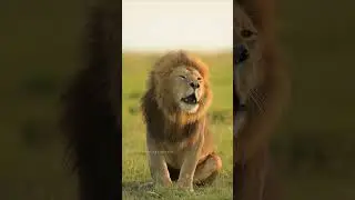 Lion's clear Voice 🐯😮