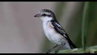 Masked shrike