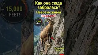 The gravity-defying goat 😱 How an ibex walks on sheer cliffs 