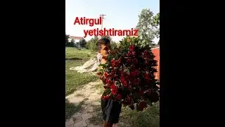 Estalik