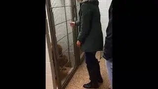 Dogs Woody and Simon Reunited with Family at Winslow Animal Hospital, Sicklerville, New Jersey