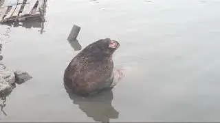 Петропавловск Камчатский. Морской Котик. 🦭🐧